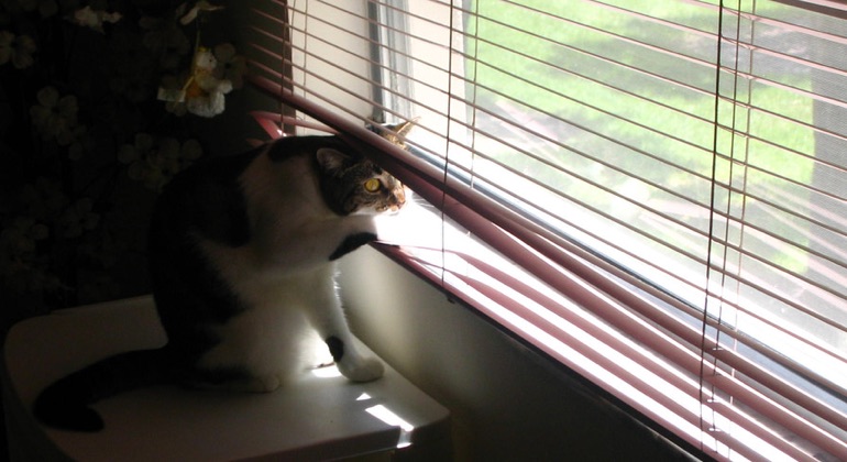 Cat peeking through metal blinds in San Diego.